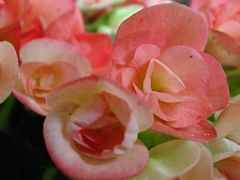 begonia13 (8)